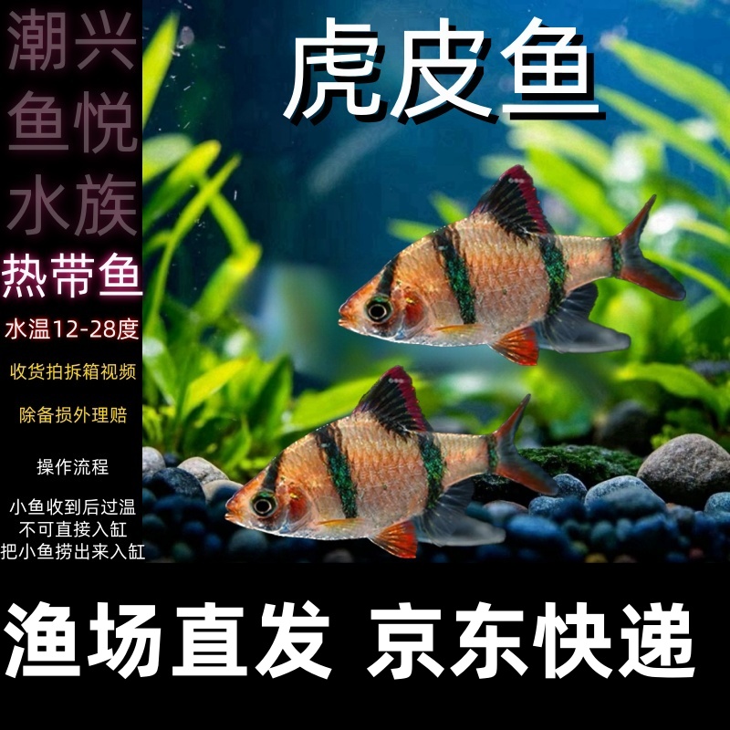 【京东快递潮兴鱼悦】虎皮鱼小型观赏鱼天使大勾灯科鱼热带淡水小鱼