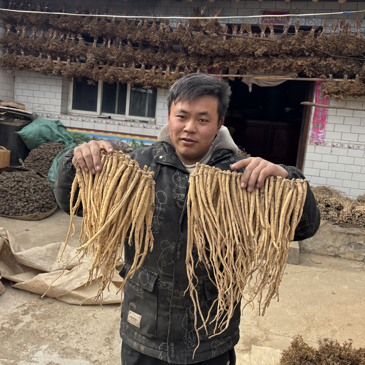 甘肃岷县党参条干货产地直发煲汤泡水煮粥250g包邮