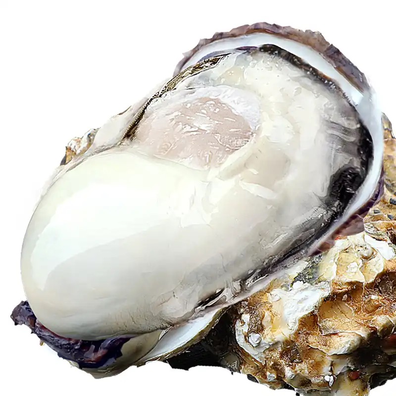 湖北荆州  乳山生蚝