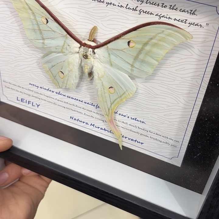 明***心蝴蝶标本定制116@