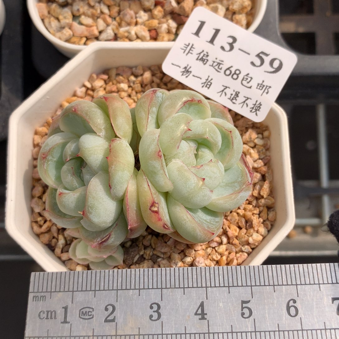 59。双头胖虎。带三崽。