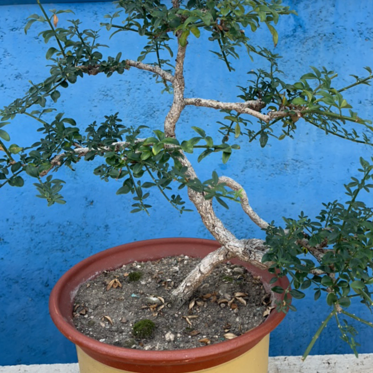 20年老桩黄城虎蹄迎春盆景！