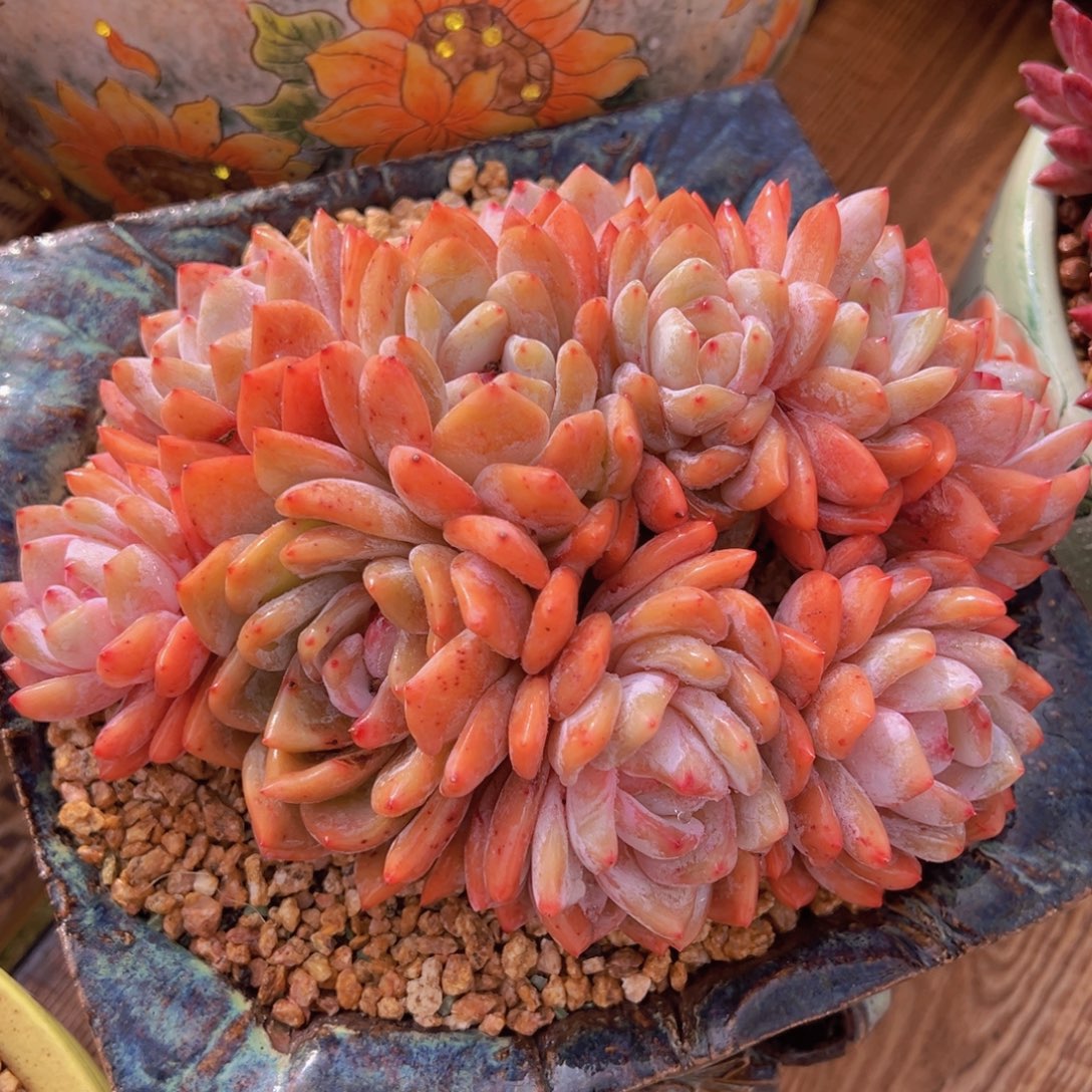 橙子小树缀化一物一拍多肉植物