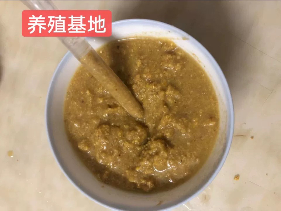 鹩哥八哥专用鸟食新鲜营养均衡颗粒粮添加益生菌喂食器