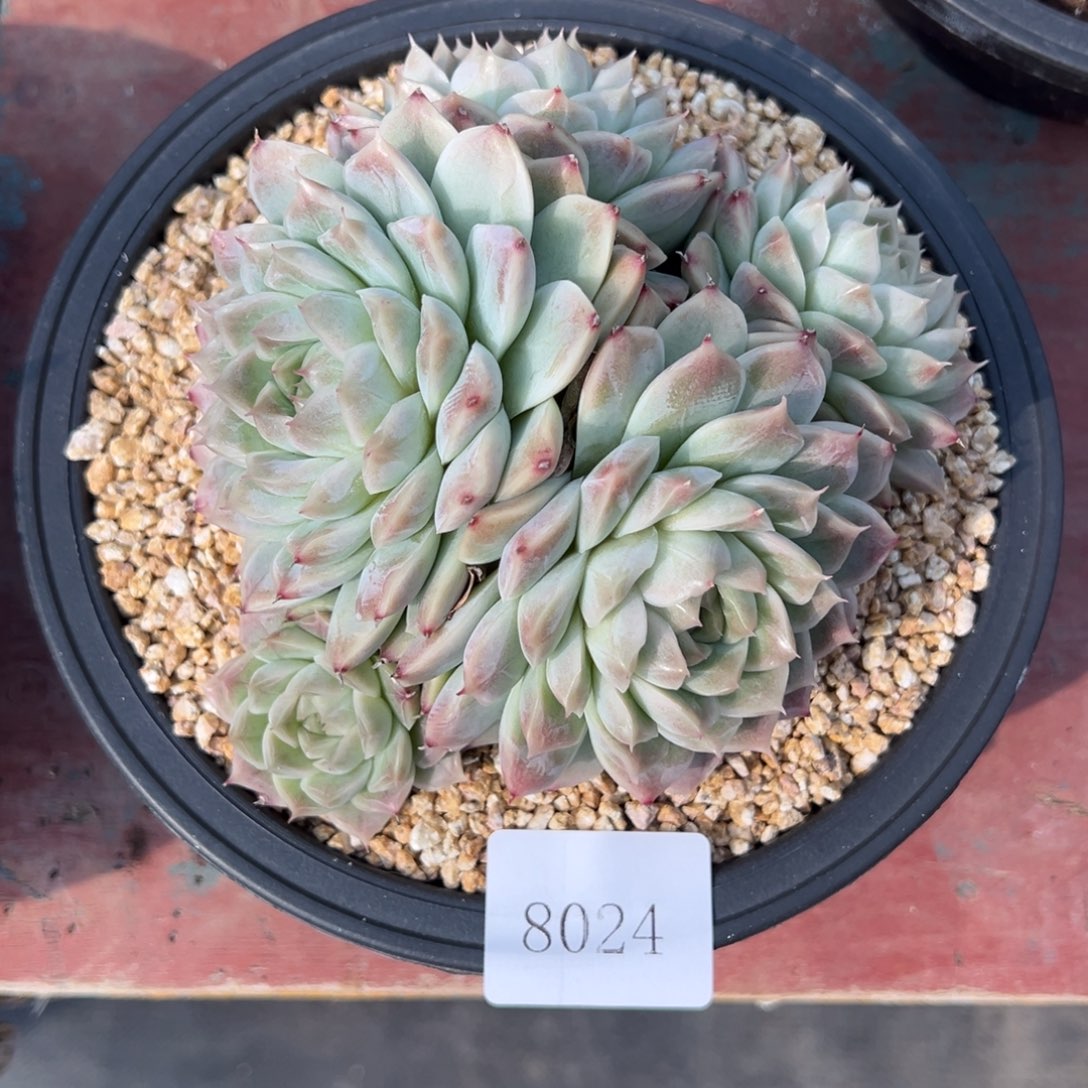 是***?8024多多肉多册多