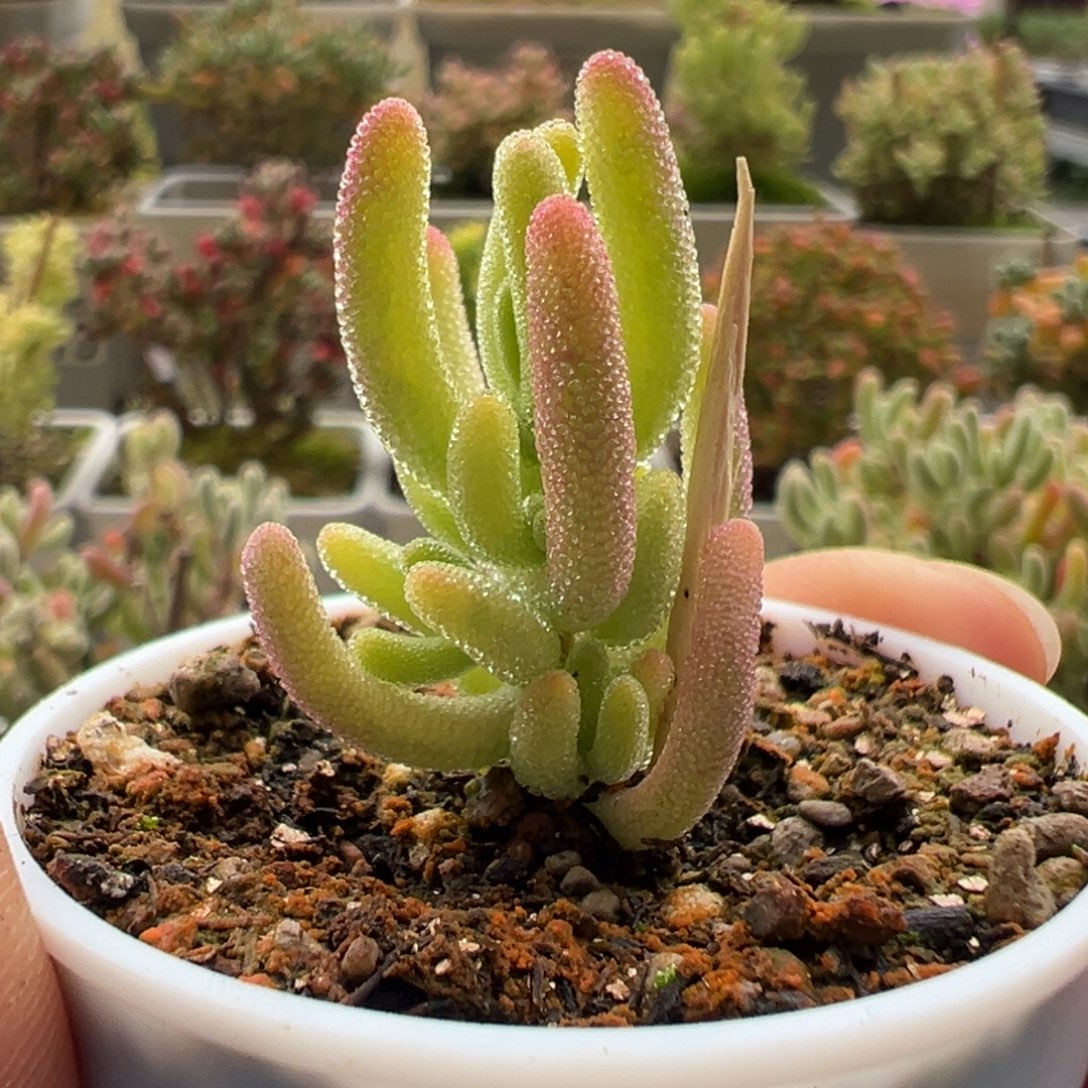 12-441枝干番杏多肉钻石黄锦五圆盆一物一拍