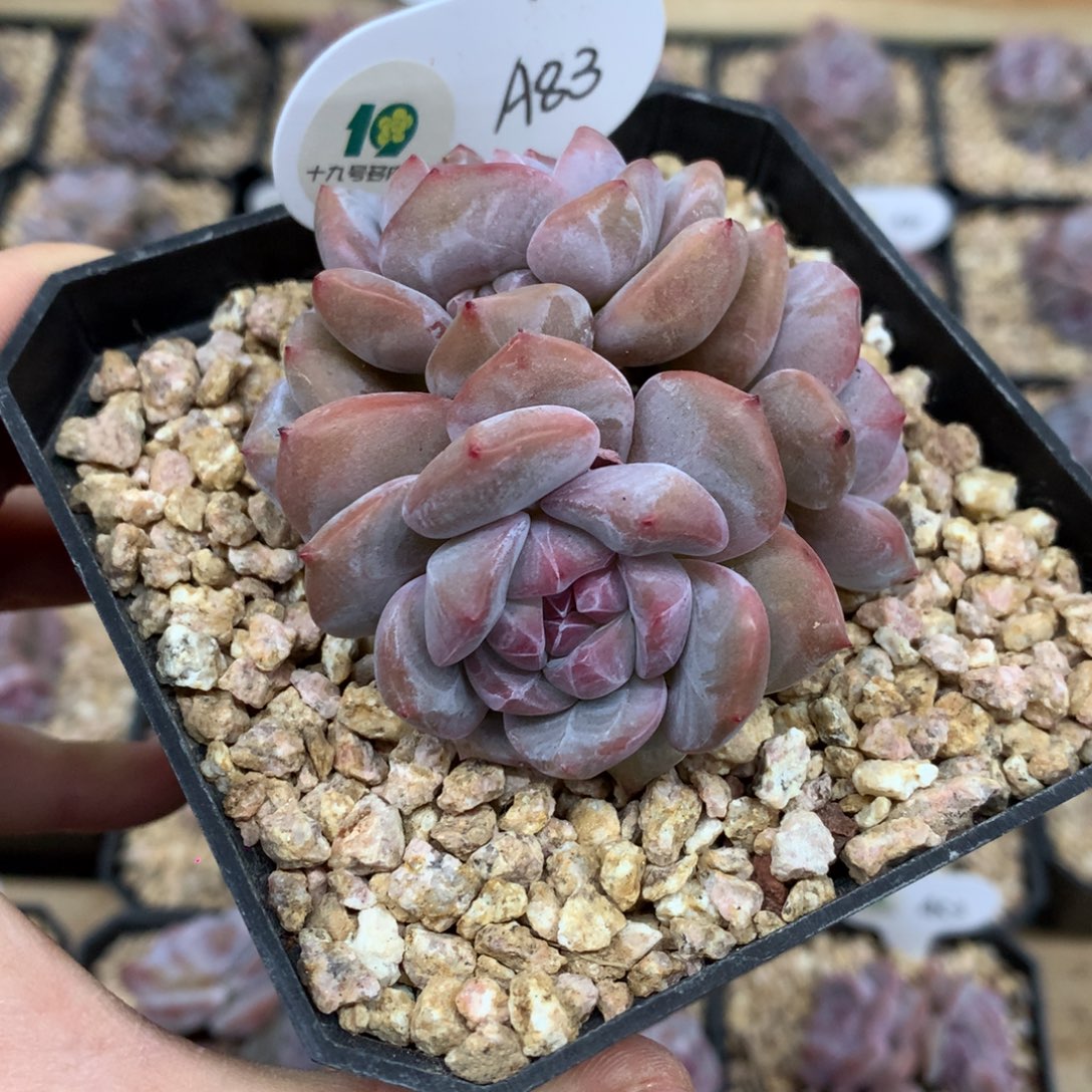 A83 突尼斯 模特同款