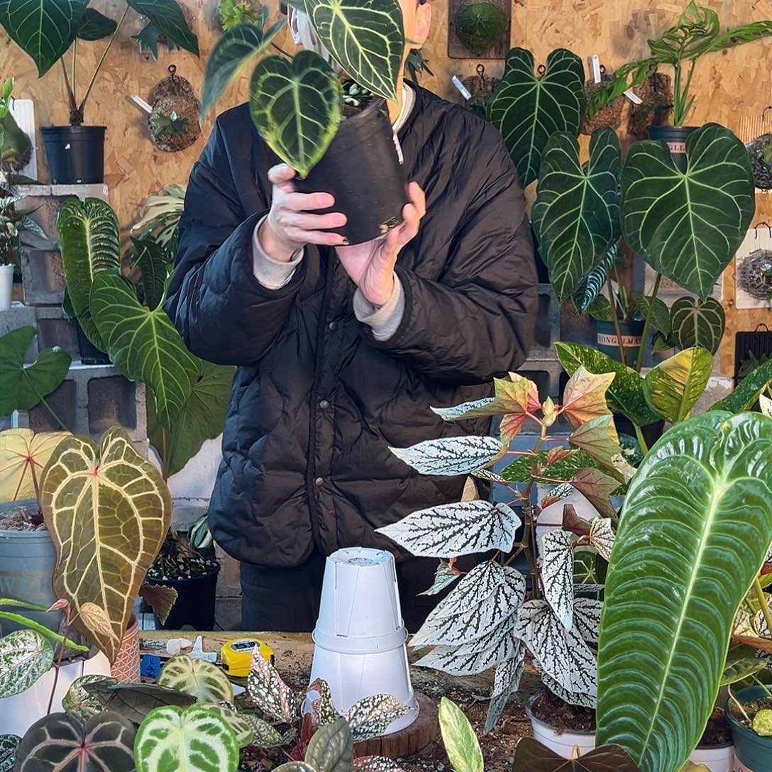 完全开放B11克莱恩花烛