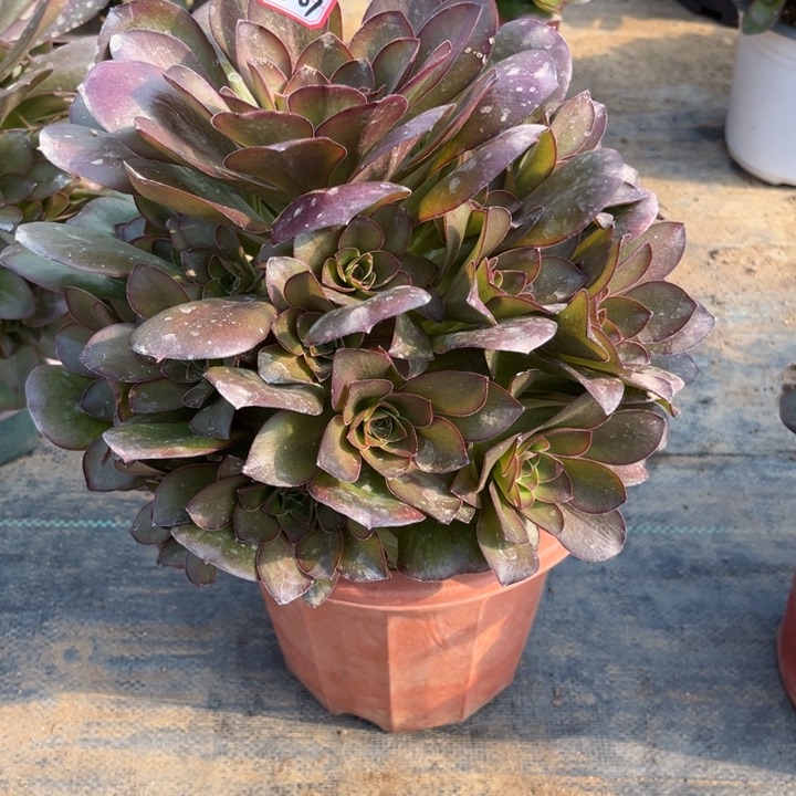 18-67枚金多肉植物