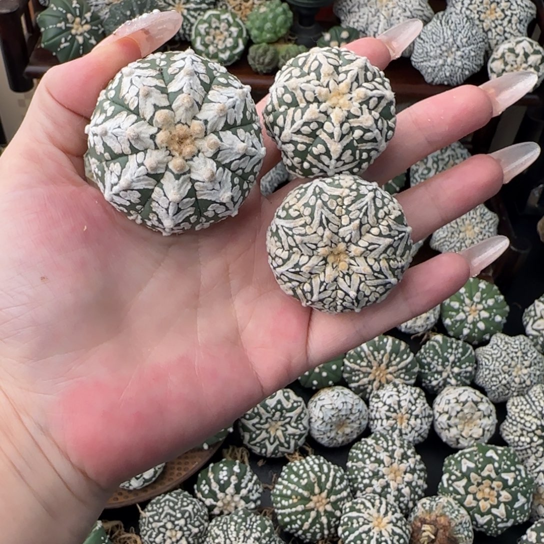 幸***_专拍仙人球不退换谢谢