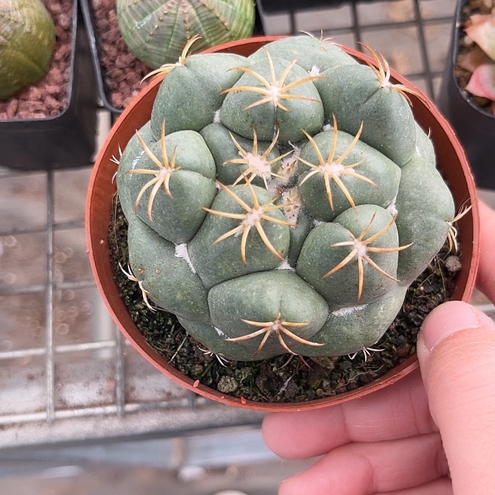 我也不知道我为什么要