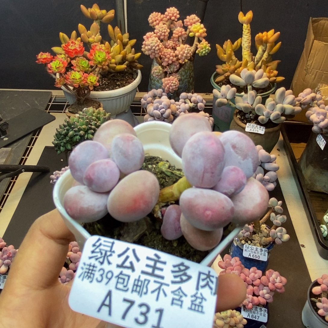 731糖豆奶多肉4c m