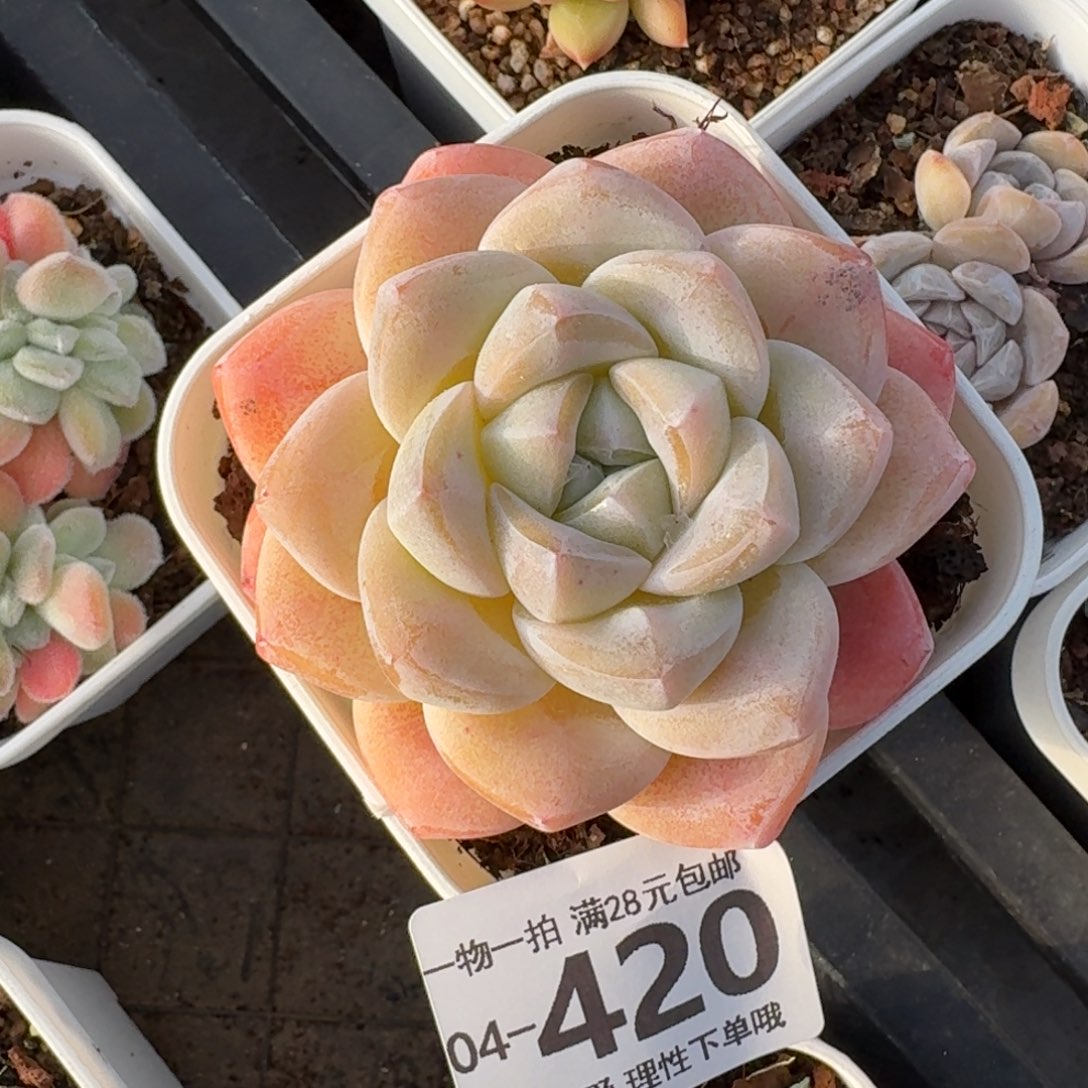 冰玉无盆土发货无盆