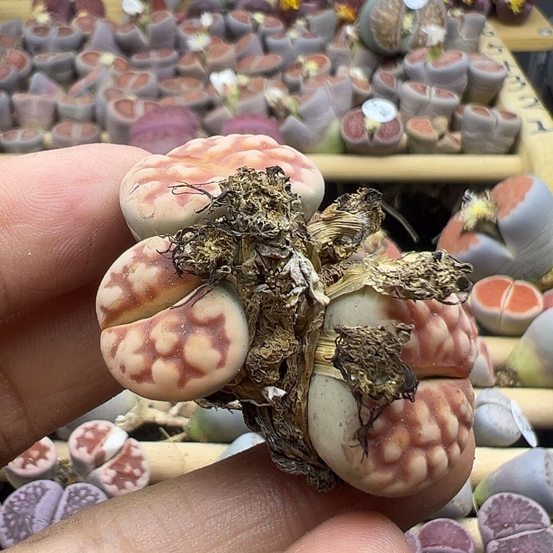阿**离1767 生石花福利清