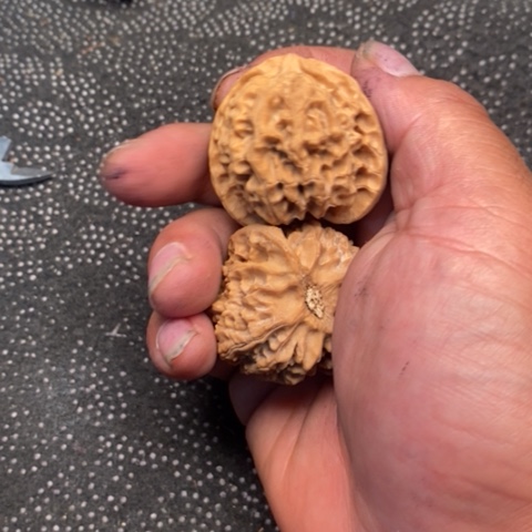 文玩核桃把件苹果3.3