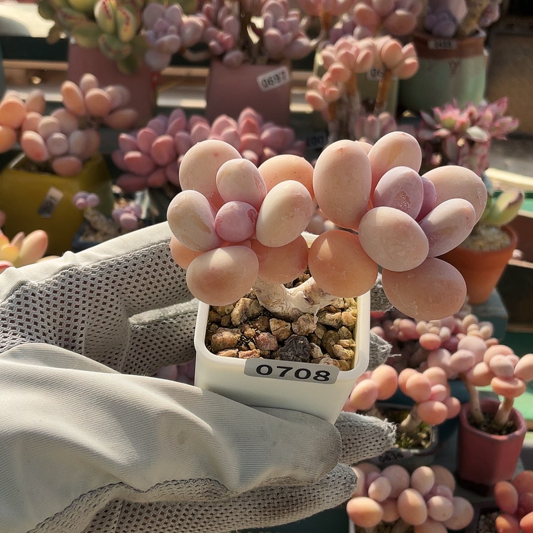 多肉植物的生长发育