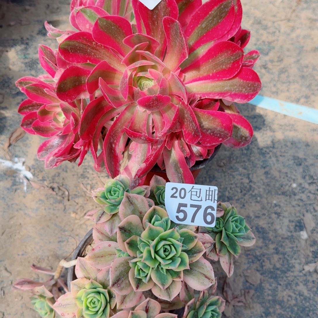 多肉575+576满20包邮断枝不包