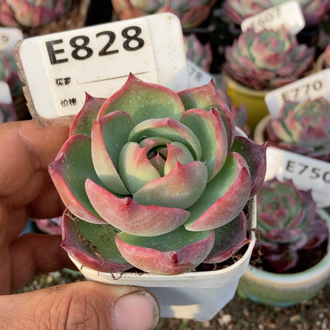 惊鸿一瞥828号多肉