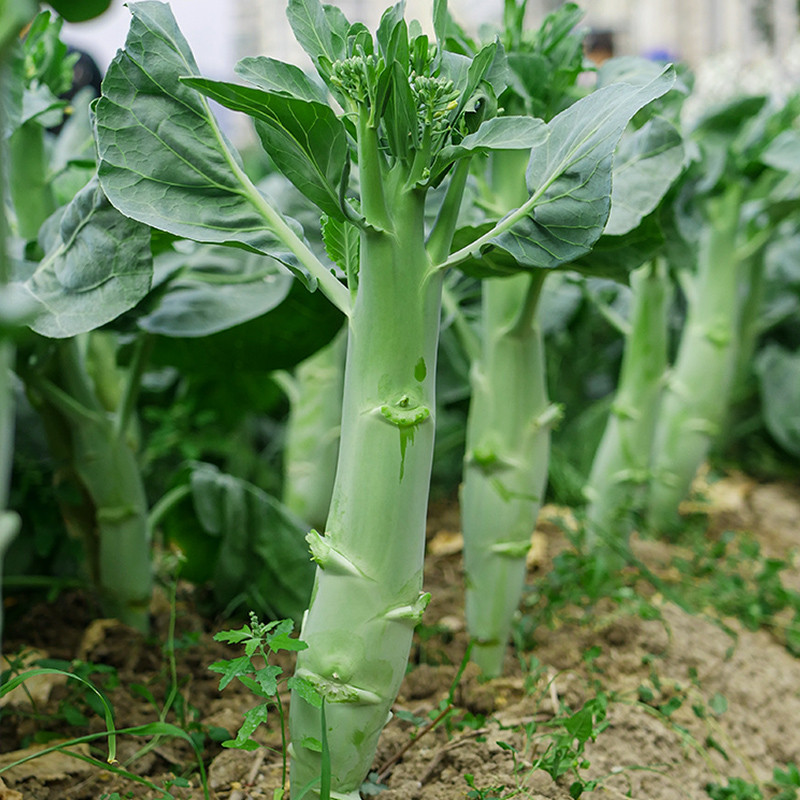 鸡腿芥兰种子芥蓝菜种籽夏季种菜园农家种植耐热蔬菜种孑