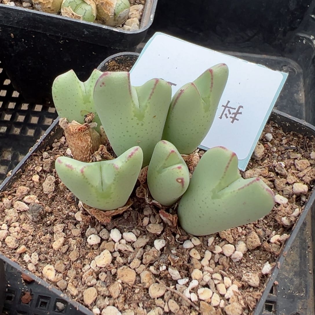 2-19红小袖少将多肉植物