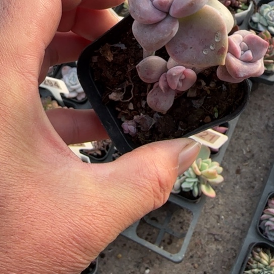 169紫乐锦多肉植物多