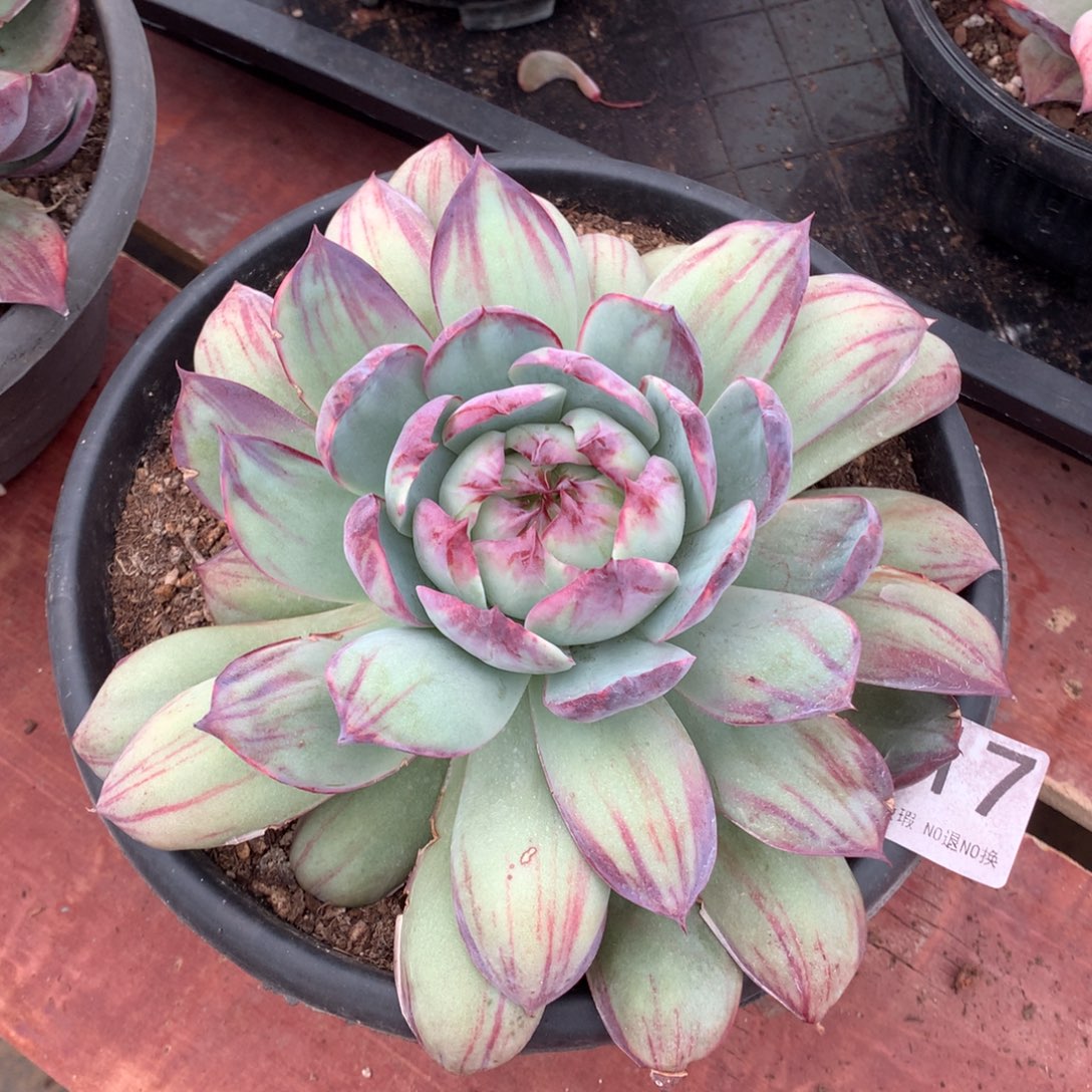 117惊鸿仙子多肉植物