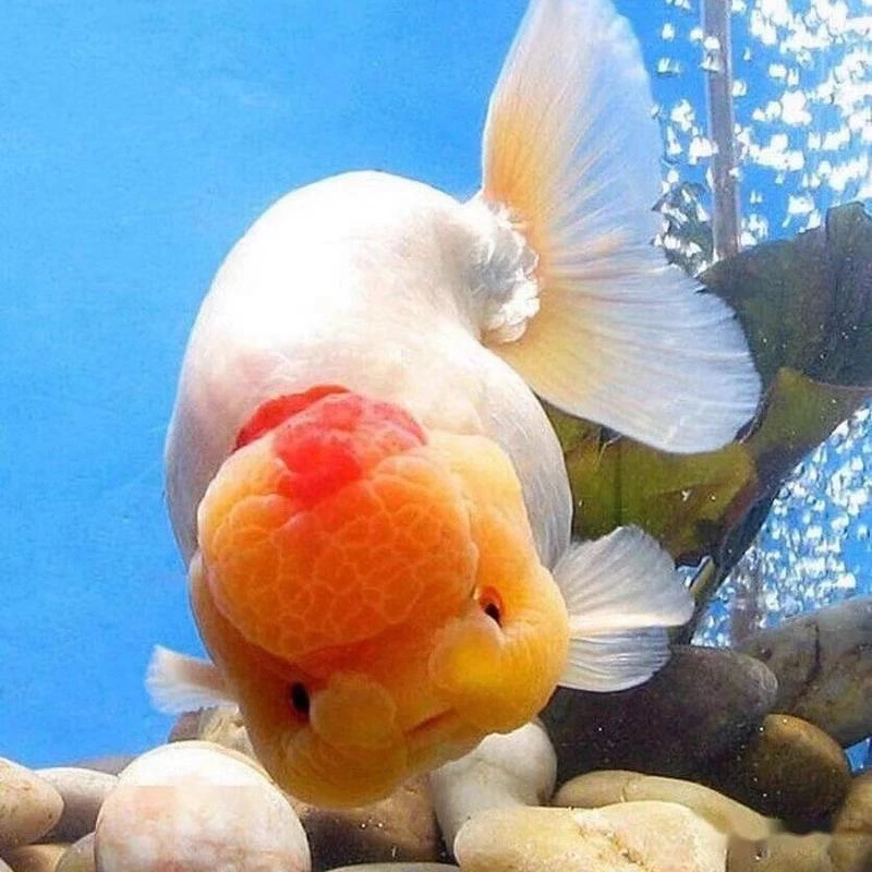 随机小金鱼苗观赏鱼