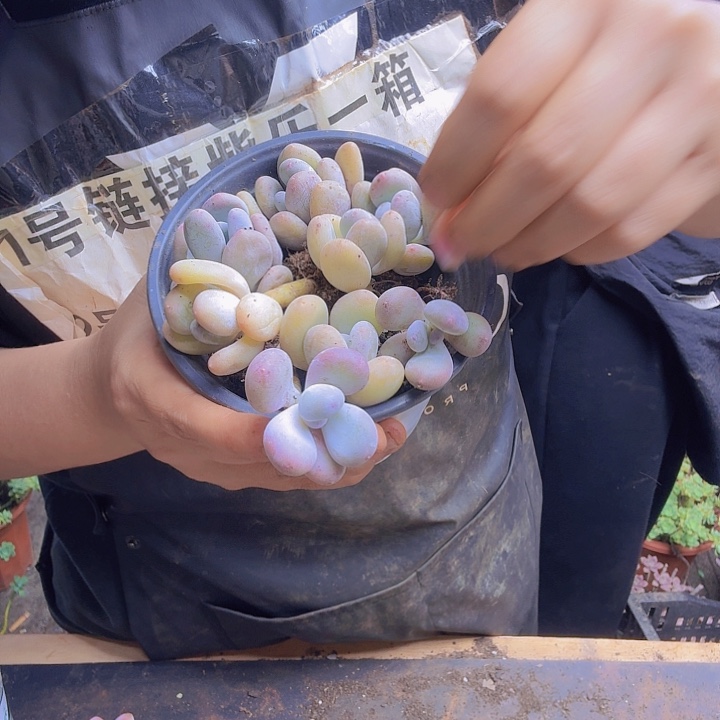 奶酪小苗苗，奶酪，小苗