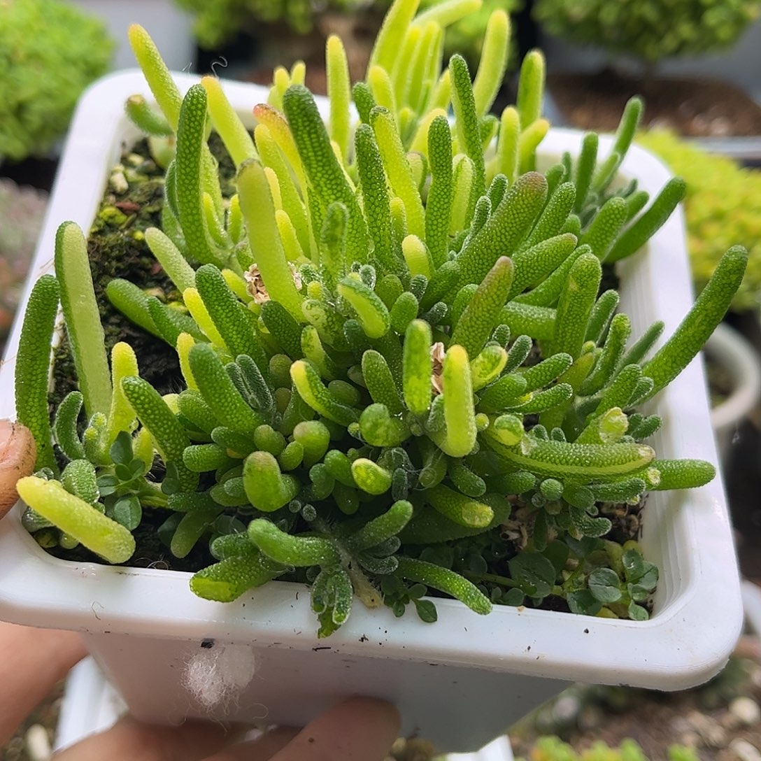 ****宝荧光兔阴阳锦优选