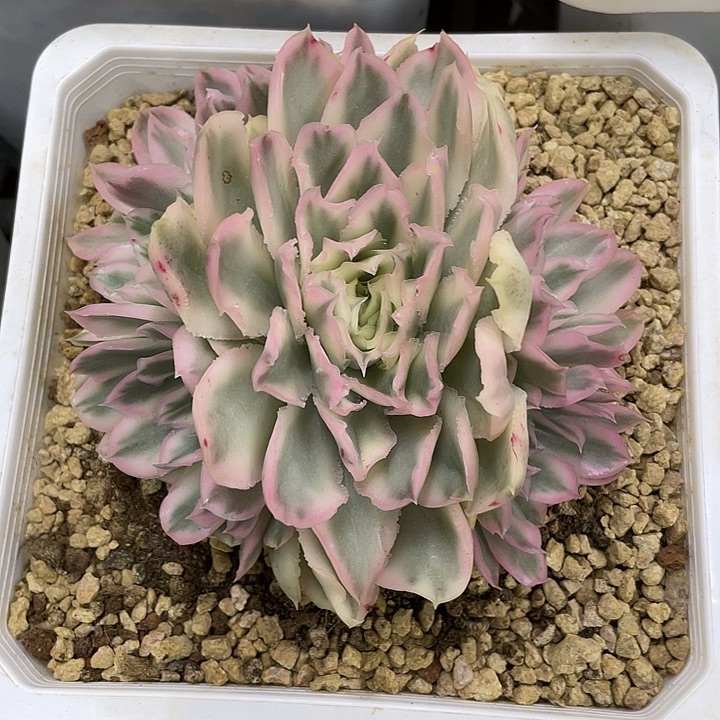 紫蝴蝶锦群生一物一拍