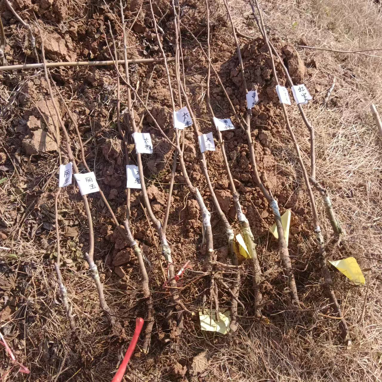 高端脆甜柿裸根各种苗木…辉太狼，丽玉等等…