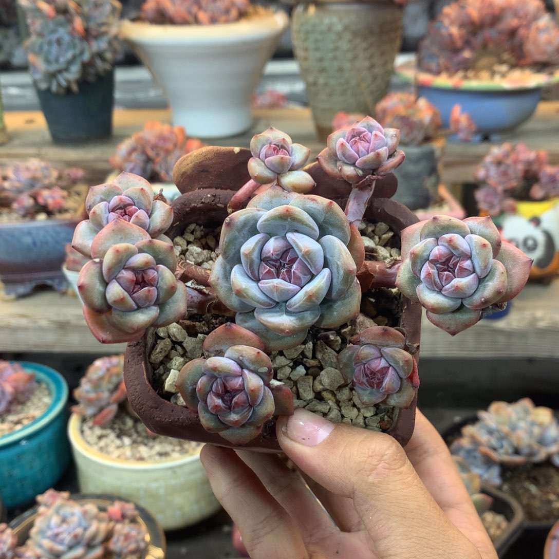 无砍小脸八头突米斯