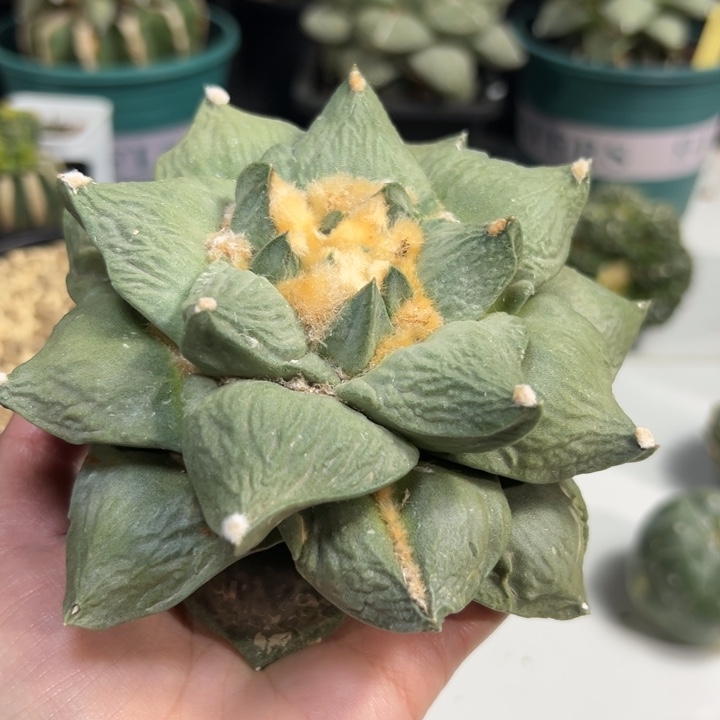 Q41仙人球的故事是什么