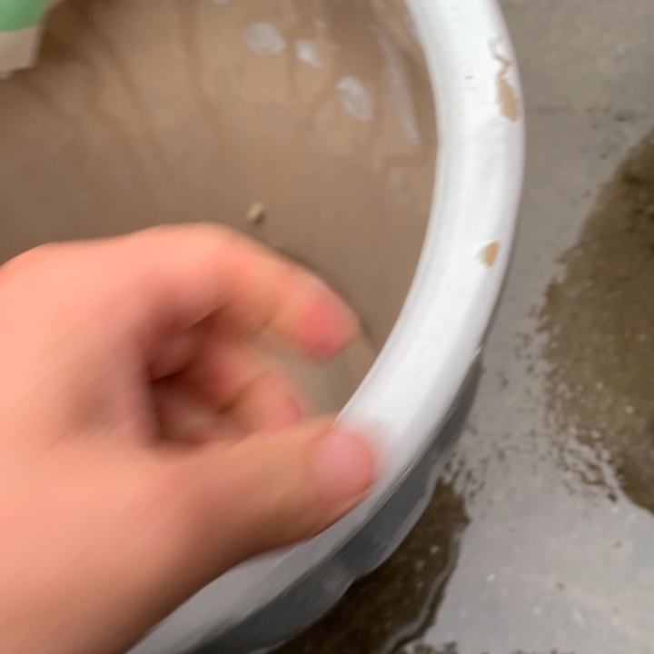 花盆里的小猫咪们都好可爱啊哈哈哈哈哈