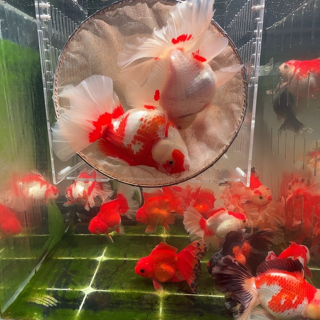 金鱼百褶泰师压成2