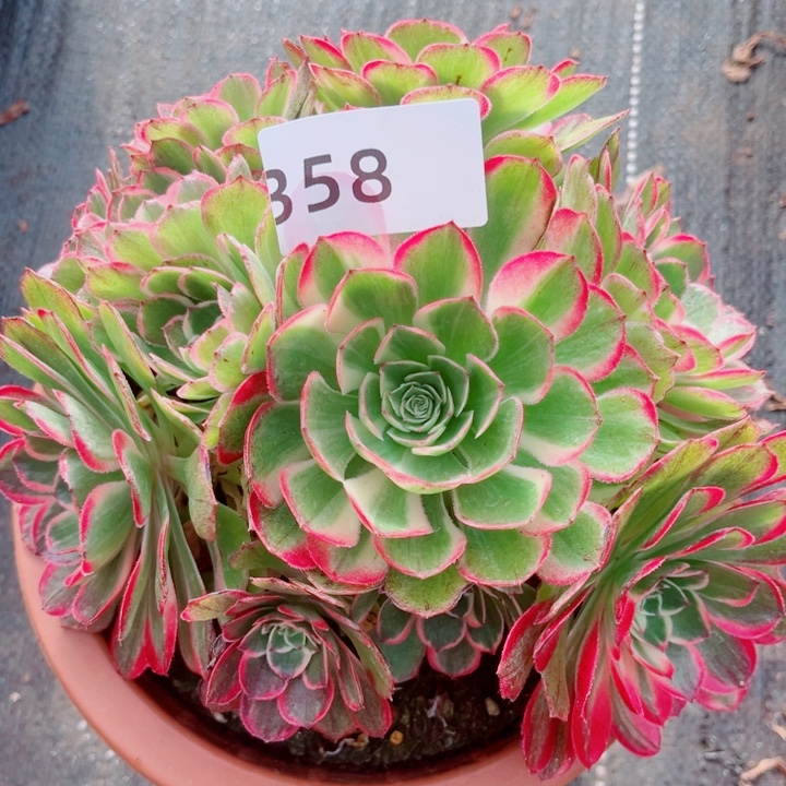 新品万紫千红特价多肉