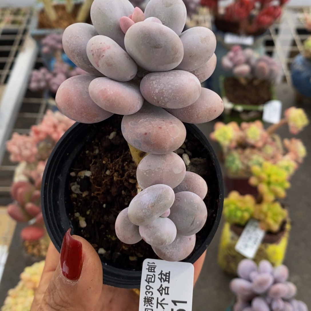 水光针651/6cm多肉