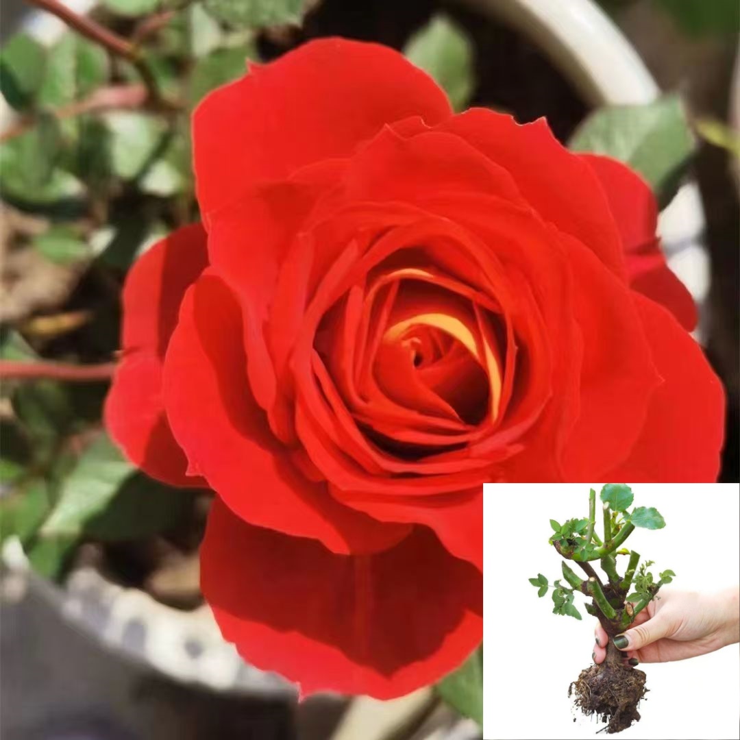 【二乔】云南玫瑰花老桩大苗大花浓香月季盆栽地栽室内室外好养