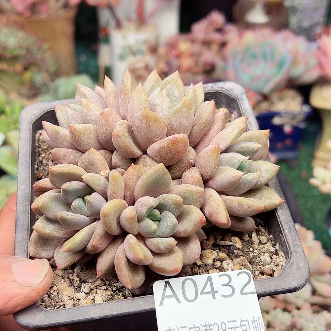 幸运的是我的朋友们