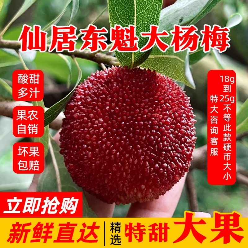 【10A仙居东魁杨梅】单颗25 - 30克拍60颗送20颗现货现发精品礼盒