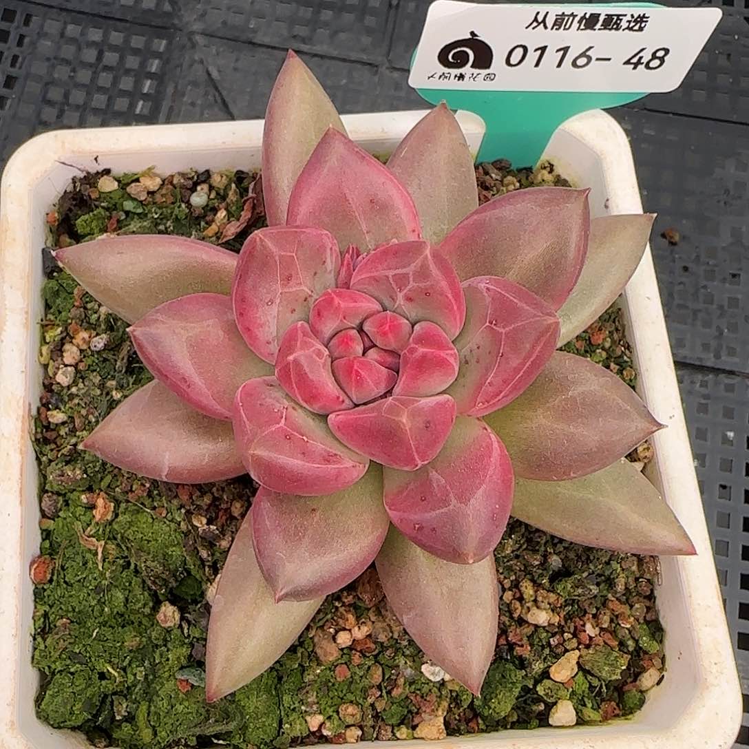 从前慢花园精选0116-48