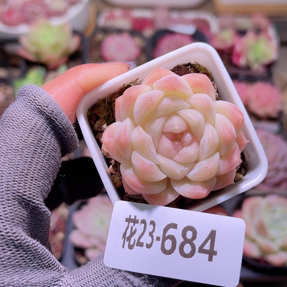 花23-684明月心单头