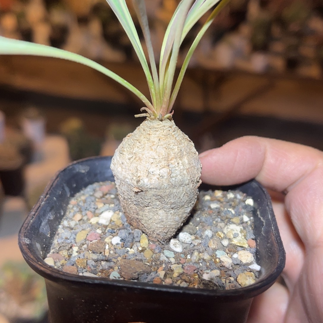 实生波涛大戟块根一物一拍