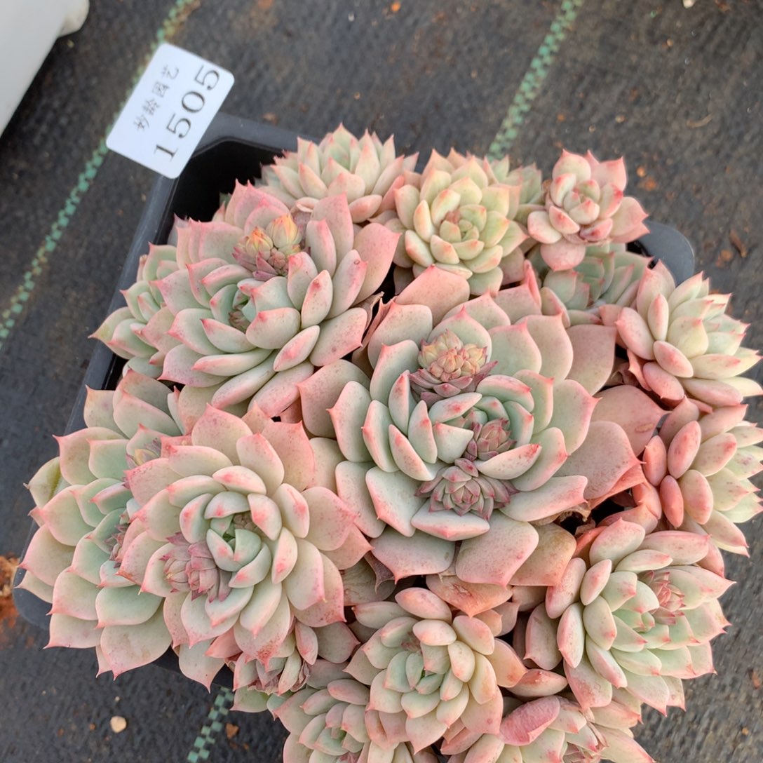 1505杂交精品基地16厘米