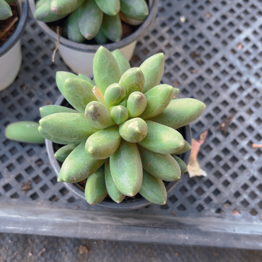 千代田之松9cm新疆包邮控养