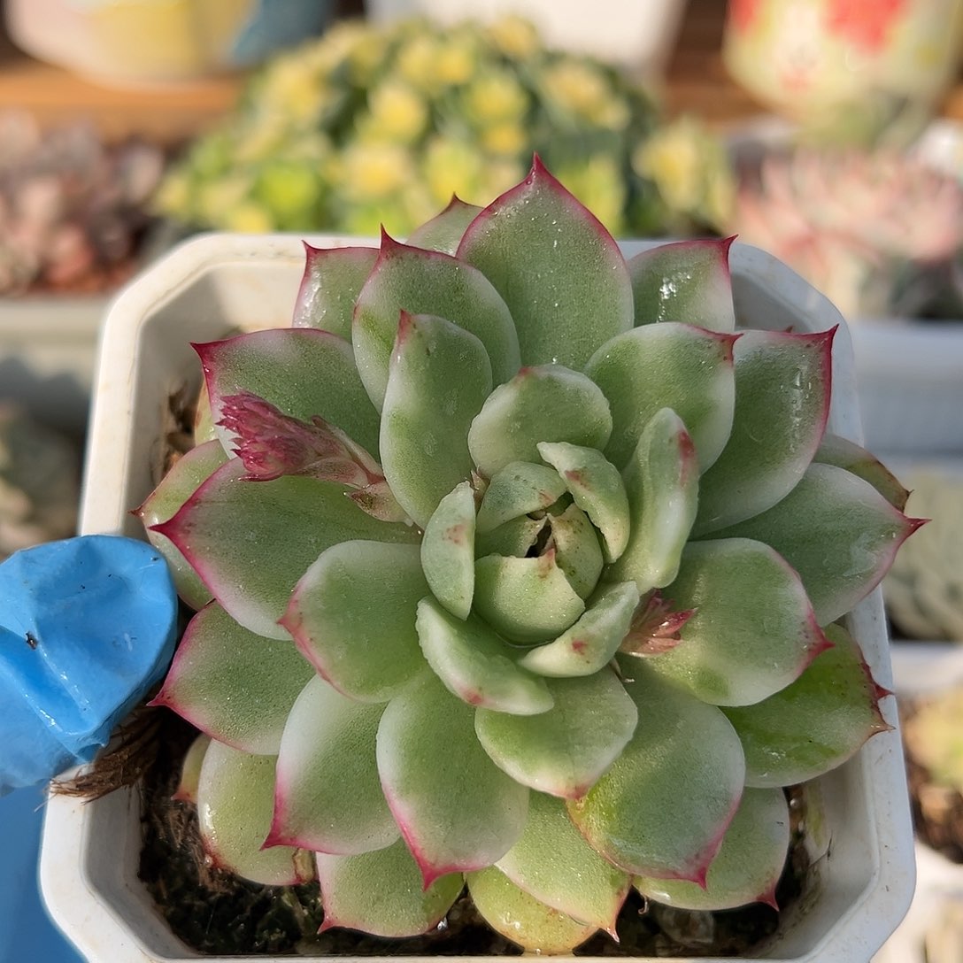 黑水晶锦，多肉植物