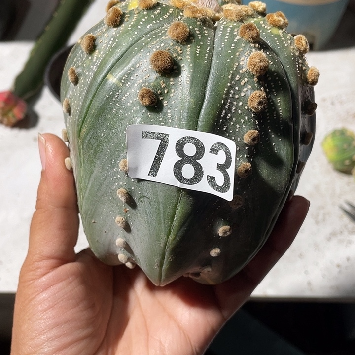 783号无根仙人球兜锦