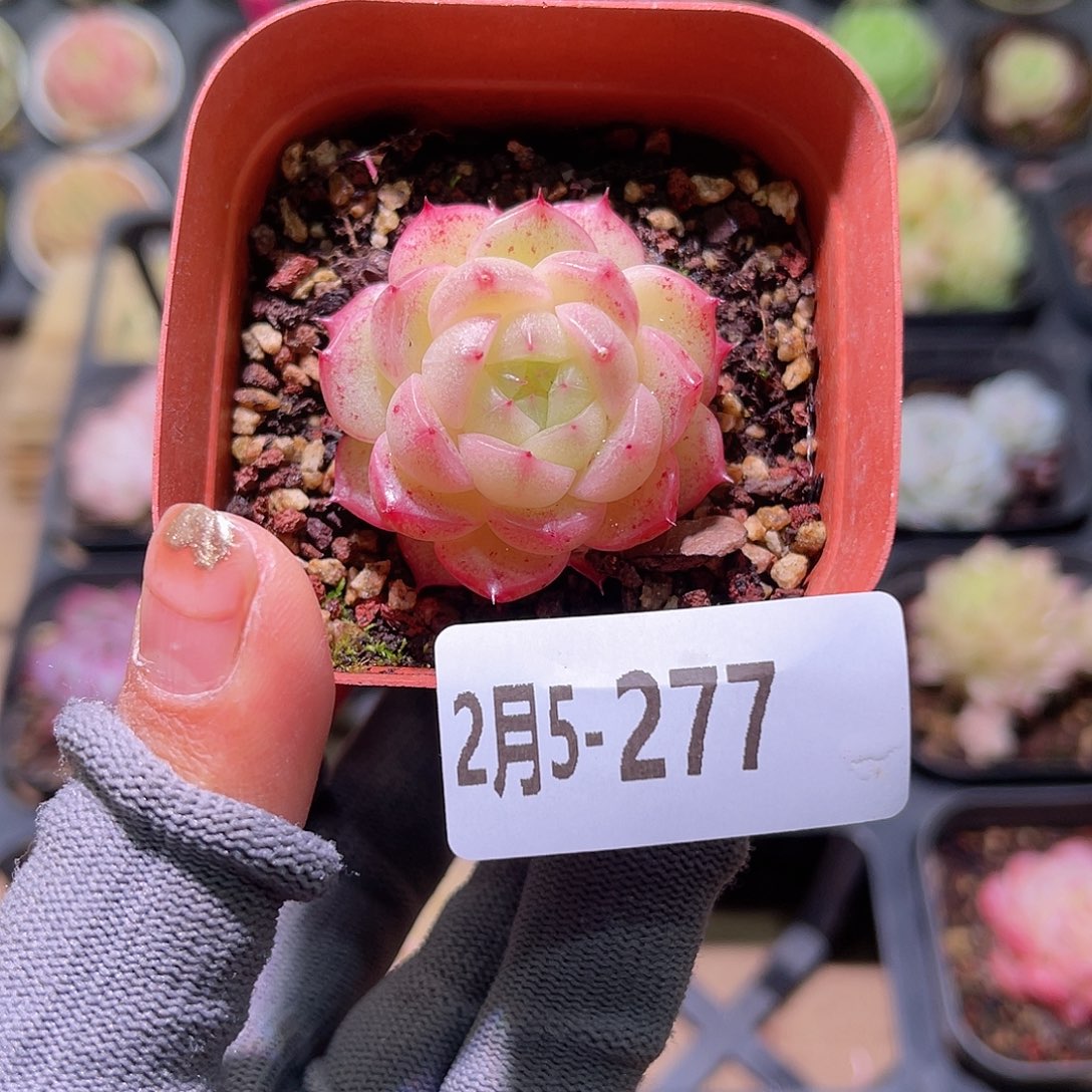 花05-277麦秆单头