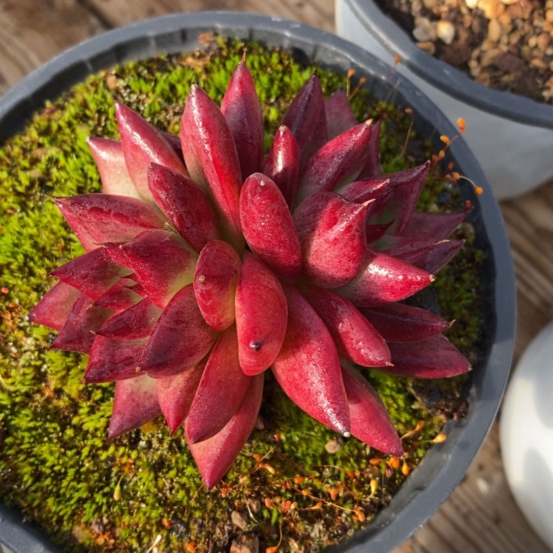 自助下单一物一拍多肉下滑有惊喜