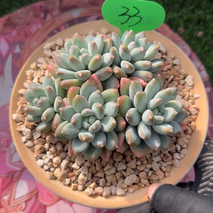 あ***³三色美人多肉植物一物一拍